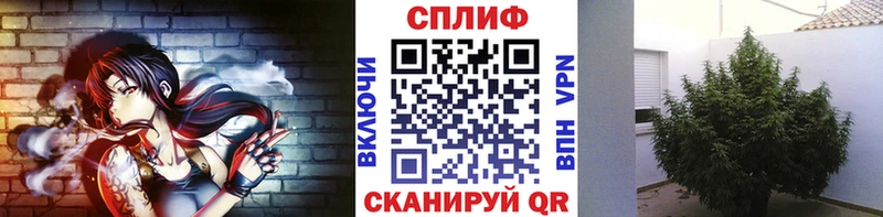 закладки  Дорогобуж  Бошки марихуана MAZAR 